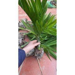 Combo 5 cây cau lùn tứ quý (siêu trái)