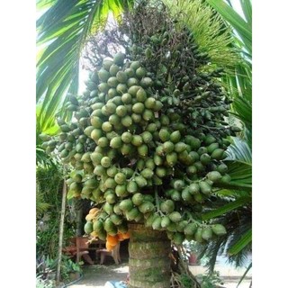 Combo 5 cây cau lùn tứ quý
