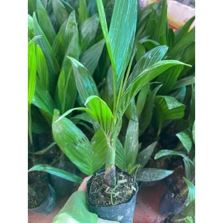 Combo 5 cây cau lùn tứ quý (siêu trái)