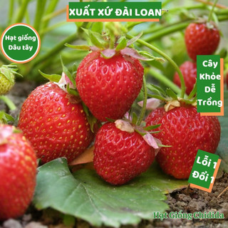  Hạt giống dâu tây Đài Loan quả to ngọt vỏ mỏng cây khỏe chịu nhiệt tốt hạt giống dâu tây nảy mầm cao Hạt giống Chidida 