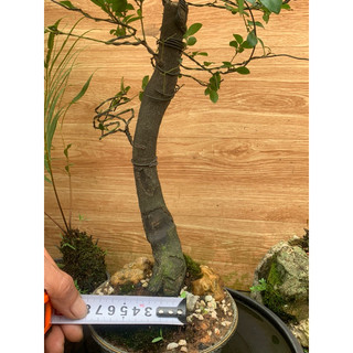 Cây tùng đen qn bonsai mini