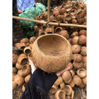 Gáo dừa khô, gáo thô, gáo cắt đôi, gáo cắt cao, gáo núm