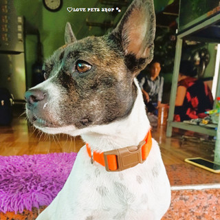 Vòng cổ Chó Mèo khoá nhựa bằng chất liệu vải nylon - Love pets shop
