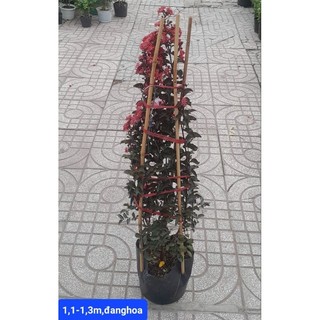 (VHST giao TP.HCM trong ngày) CÂY HOA TƯỜNG VI đỏ đang hoa.