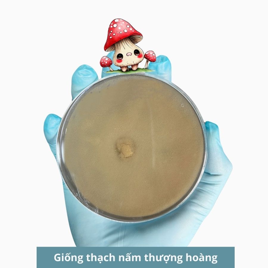 Giống thạch nấm thượng hoàng, giống cấp 1 giống nấm hoàng sơn 30gr - 3C Farm