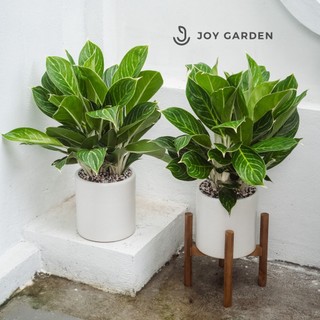 - Cây "Bạch Mã Hoàng Tử" trồng sẵn chậu, trang trí văn phòng, phòng khách, ban công | Bloom Garden