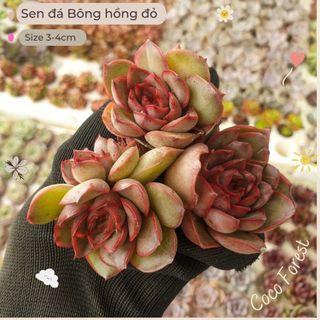 🔥 sale + free ship 🔥 sen đá bông hồng đỏ size vỉ