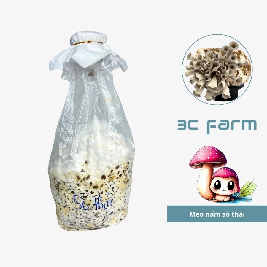 Meo giống nấm sò thái, sò lạnh (500gr) hàng có sẵn chất lượng - 3C FARM