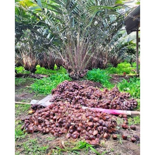Túi 10 hạt giống mây indo