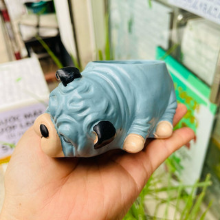 [CÓ SHIP TỈNH] Chậu Chó Bull Nằm Ngủ