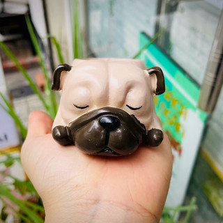 Chậu chó pug ngủ.