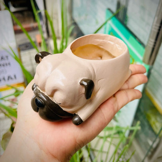 [CÓ SHIP TỈNH] Chậu Chó Pug ngủ.