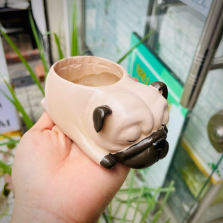 [CÓ SHIP TỈNH] Chậu Chó Pug ngủ.