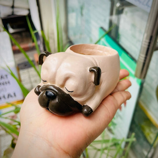 [CÓ SHIP TỈNH] Chậu Chó Pug ngủ.