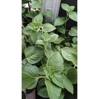 🌿lá tần dày lá tươi nhà trồng organic