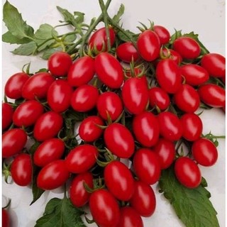 Hạt Giống Cà Chua Bi(Combo 3 Gói) -Trái Nhỏ Xinh, Dễ Trồng, Dễ Chăm TC26