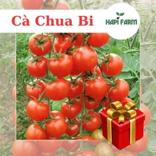 Hạt Giống Cà Chua Bi dễ trồng