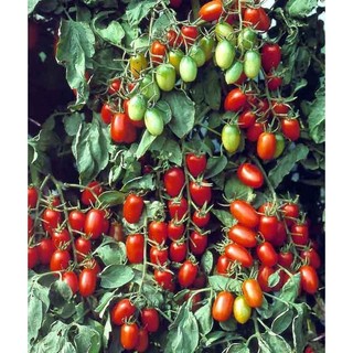 Hạt Giống Cà Chua Bi(Combo 3 Gói) -Trái Nhỏ Xinh, Dễ Trồng, Dễ Chăm TC26