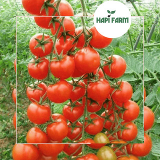 Hạt Giống Cà Chua Bi(Combo 3 Gói) -Trái Nhỏ Xinh, Dễ Trồng, Dễ Chăm TC26