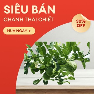Cây chúc/ chanh thái/ cây đang sẵn hoa..siêu ưu đãi
