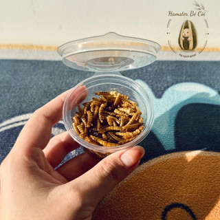 Sâu rang cho Hamster