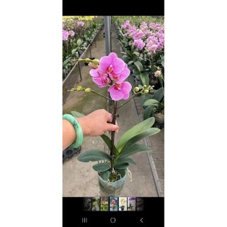 hồ điệp đại cây to