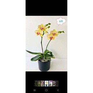 hồ điệp đại cây to