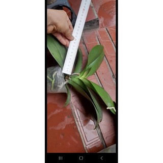 hồ điệp đại cây to