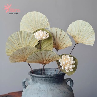 Lá sen khô trang trí - Lá sen thật sấy khô decor với hoa sen khô - Hoa khô Hara