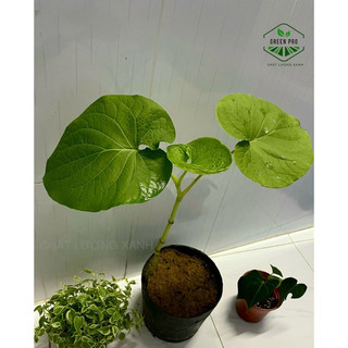 Cây dổi ăn lá (cây giống) - mua 4cây tặng 1cây