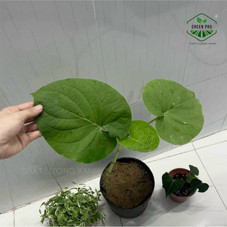 Cây dổi ăn lá (cây giống) - mua 4cây tặng 1cây