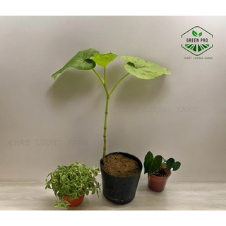 Cây dổi ăn lá (cây giống) - mua 4cây tặng 1cây