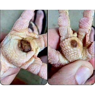 MIẾNG DÁN KÉ CHẬU CHO GÀ ĐÁ (1 miếng)