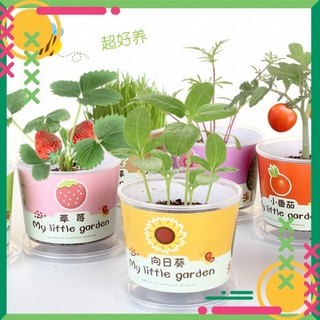 Đồ chơi hạt giống trồng cây trồng quả cho bé tự trồng tự khám phá thực vật