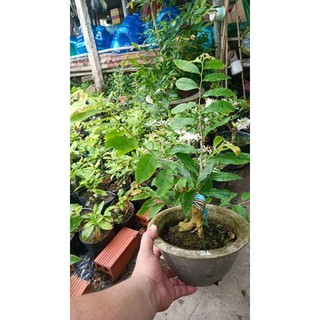 mai vàng cây gốc quái ghép