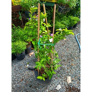 Cây lài nhật size 70-80cm