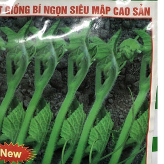 Hạt giống bí siêu ngọn / Ngọn to - Siêu mập 🍀