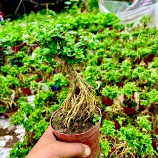 Cây sam hương bonsai mini
