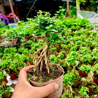 Cây sam hương bonsai mini