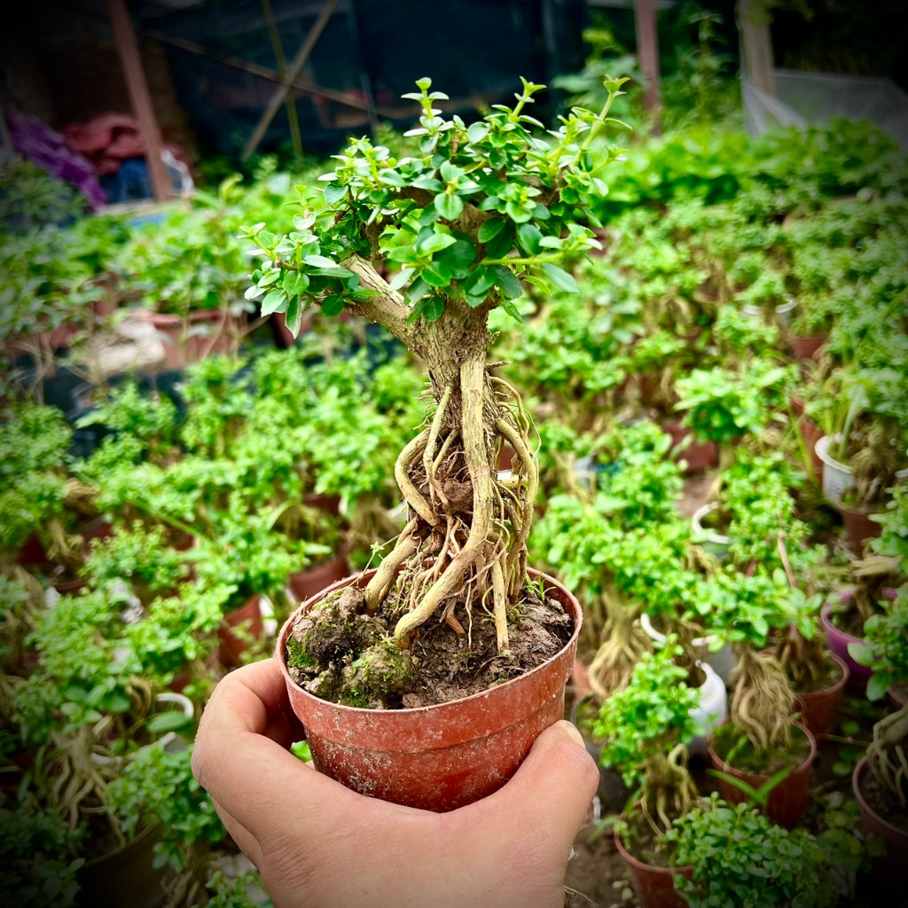 Cây sam hương bonsai mini