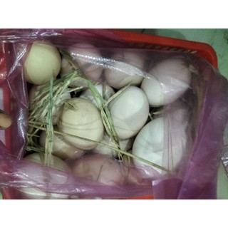 trứng gà so, gà ta, gà 2 lòng, trứng ngỗng, vịt 2 lòng