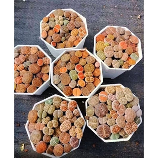 Sen mông 1 chậu 25 cây