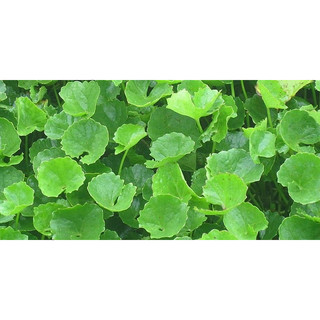 100g cây rau má sấy khô hữu cơ