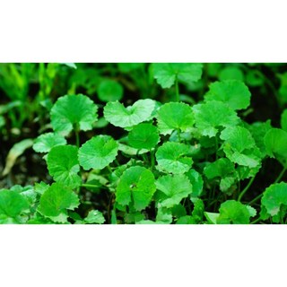 100g cây rau má sấy khô hữu cơ