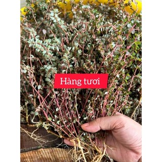 1kg cây cỏ sữa lá nhỏ cây vú sữa đất / shop 3 miền tri ân