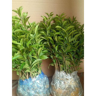Cây giống hoa nhải nhật hoa nở quanh năm mùi thơm