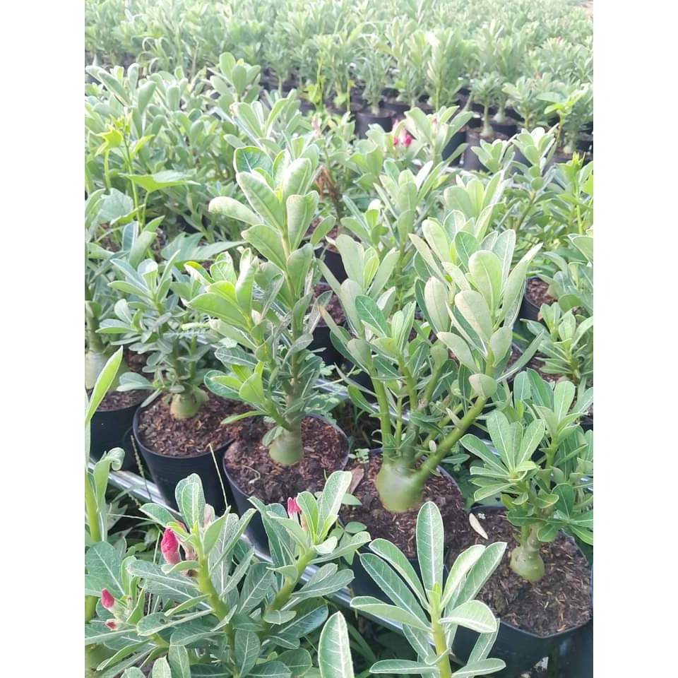 combo 20 cây hoa sứ thái gửi nguyên chậu