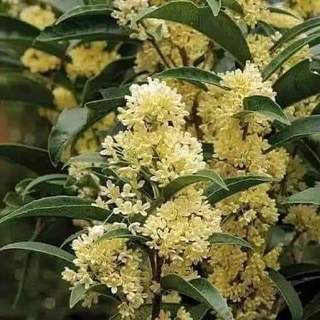 Mộc Hương Ta Hoa Vàng cây giống