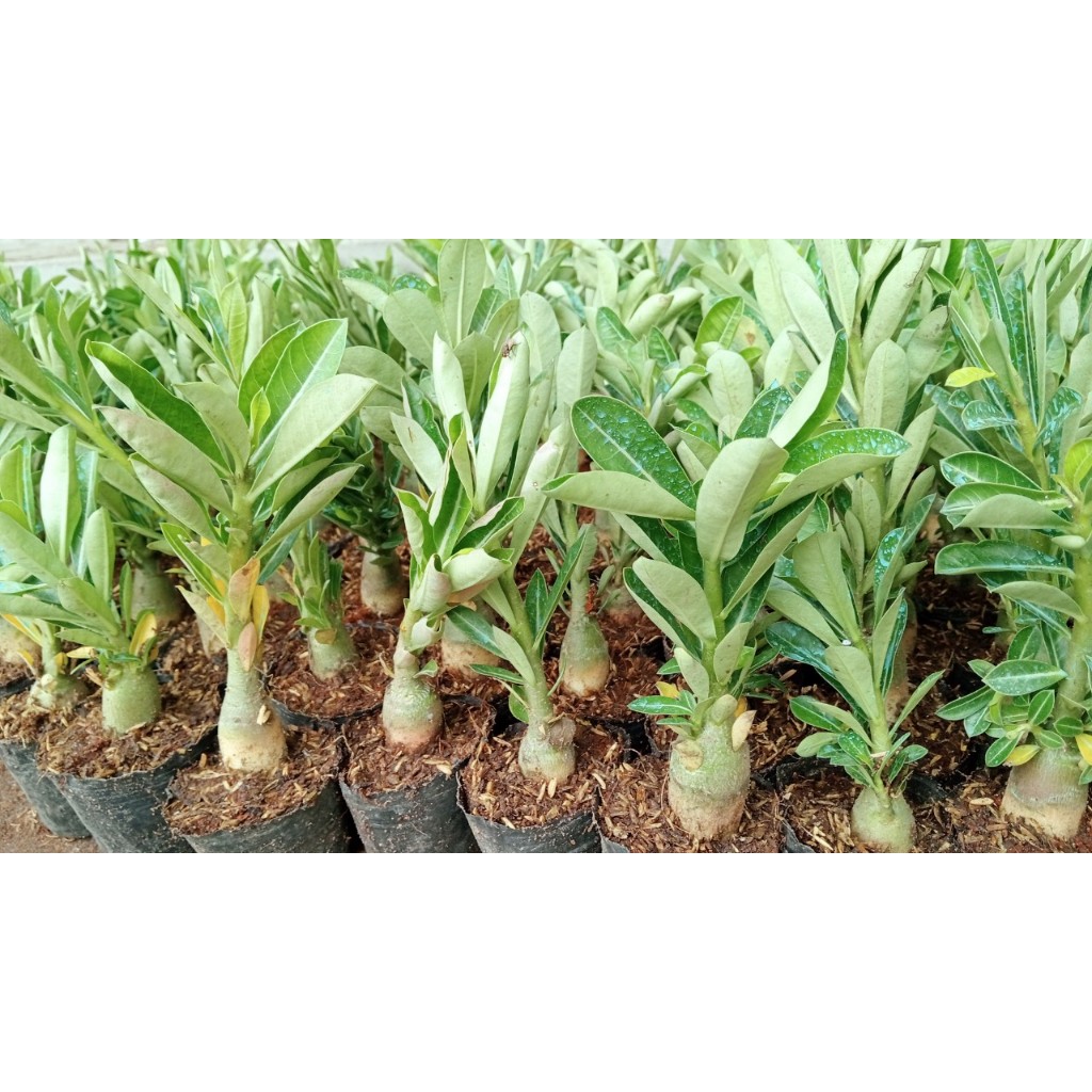combo 5 cây sứ thái giống gửi cả chậu