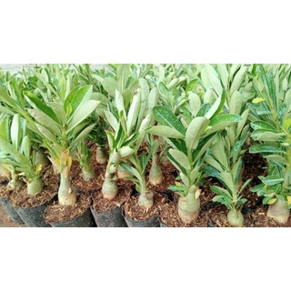 Combo 5 cây sứ thái giống gửi cả chậu